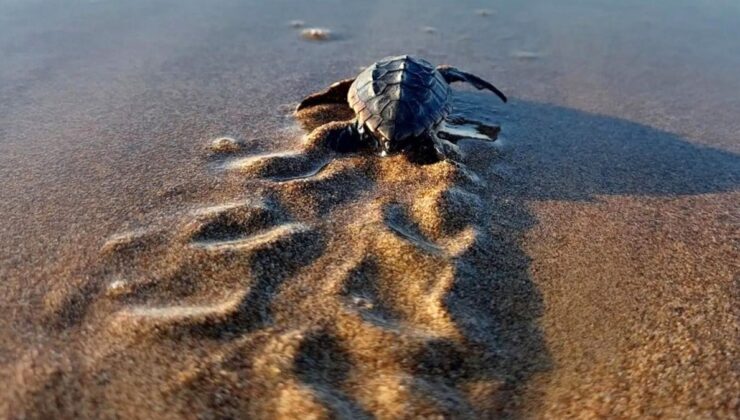 Antalya’da yavrulayacak deniz kaplumbağaları için önlemler